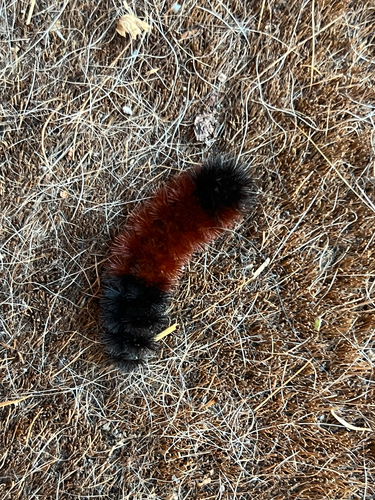 Lambis observed 2026-10-27