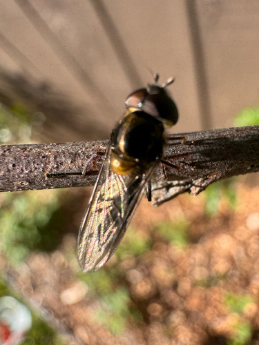 Syrphus observed 2026-10-28