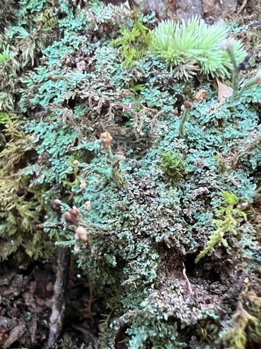 Cladonia mitrula observed 2026-10-27