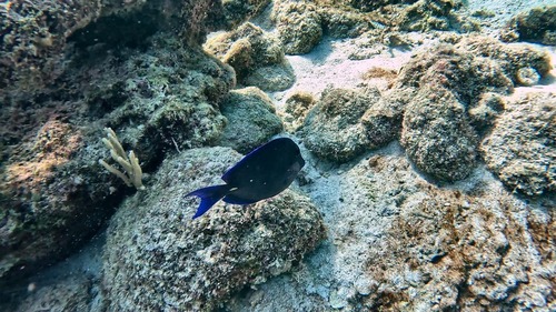 Acanthurus observed 2026-10-27