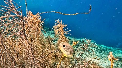 Chaetodon observed 2026-10-27