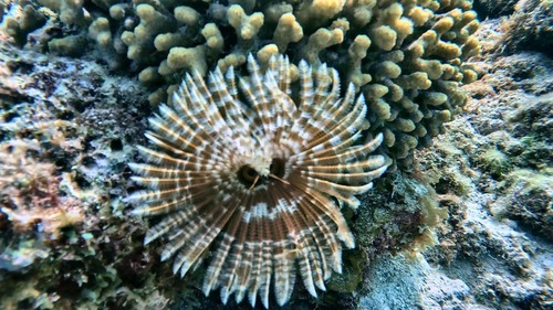 Sabellastarte observed 2026-10-27