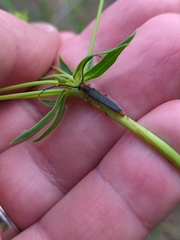 Oberea erythrocephala