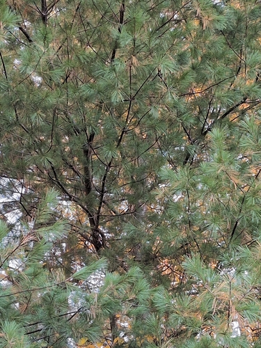 Pinus strobus observed 2026-10-27
