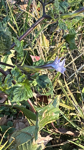 Datura stramonium observed 2026-10-27
