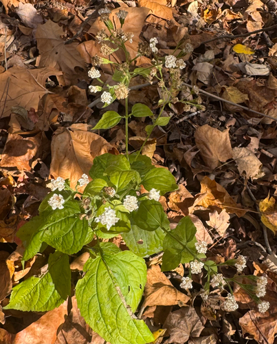 Ageratina altissima, 2026-10-27