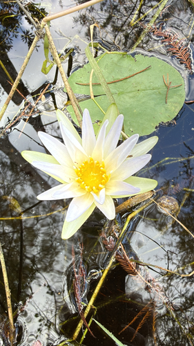 Nymphaea observed 2026-10-27