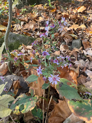 Symphyotrichum cordifolium, 2026-10-27
