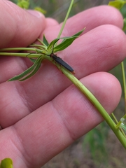 Oberea erythrocephala