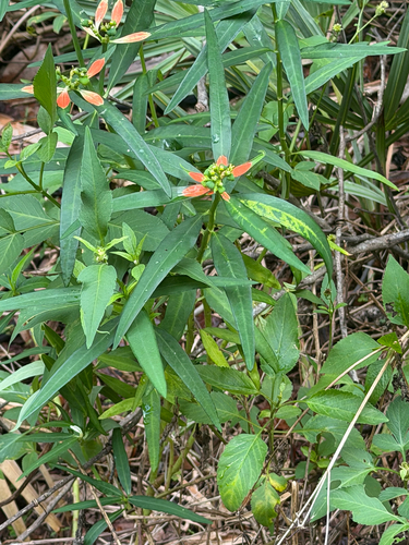Euphorbia heterophylla observed 2026-10-26
