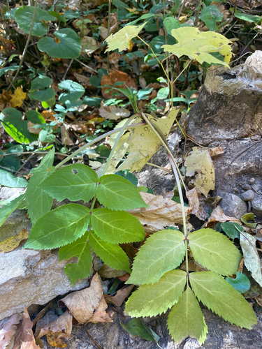 Sambucus racemosa observed 2026-10-27