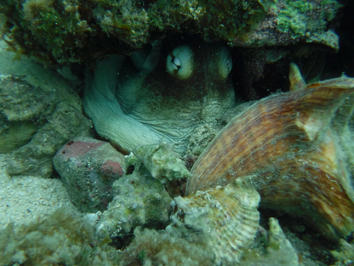 Octopus observed 2026-10-27
