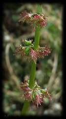 Rumex brownii