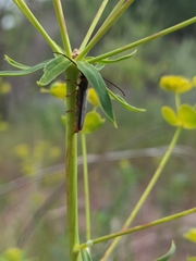 Oberea erythrocephala