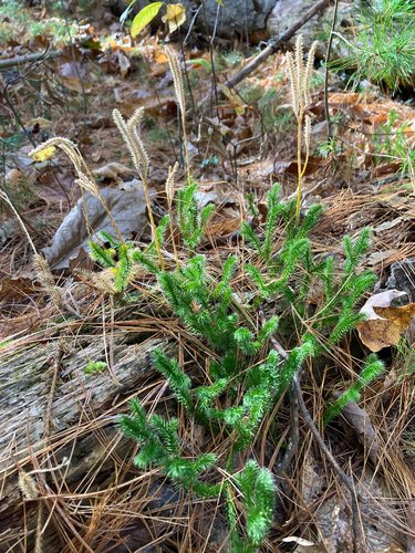 Lycopodium clavatum observed 2026-10-27