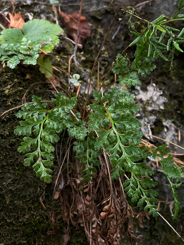 Cryptogramma stelleri, 2026-10-24