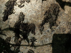 Schistidium rivulare