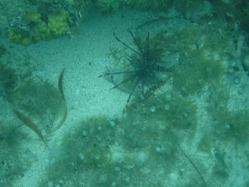 Pterois observed 2026-10-27