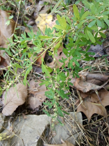 Lespedeza cuneata observed 2026-10-27