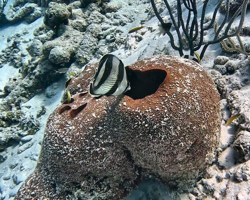 Chaetodon observed 2026-10-27