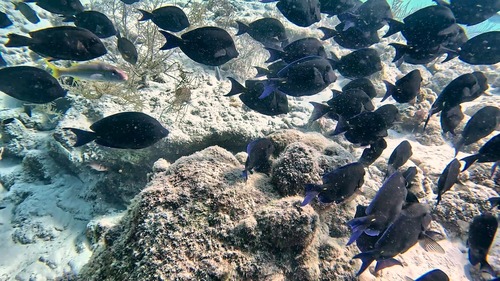 Acanthurus observed 2026-10-27