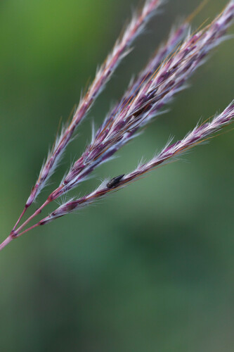 Digitaria observed 2026-10-27