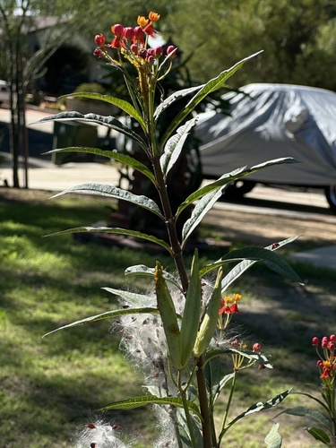 Asclepias curassavica observed 2026-10-27