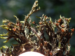 Schistidium rivulare