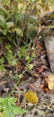 Gramineae observed 2026-10-27