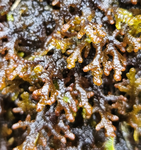 Frullania tamarisci observed 2026-10-23