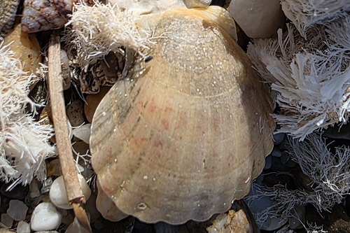 Pecten maximus observed 2026-10-24