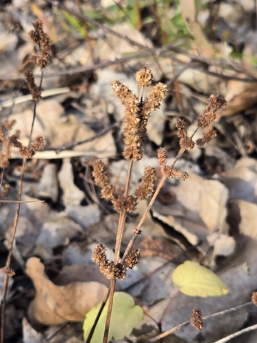 Boehmeria observed 2026-10-27