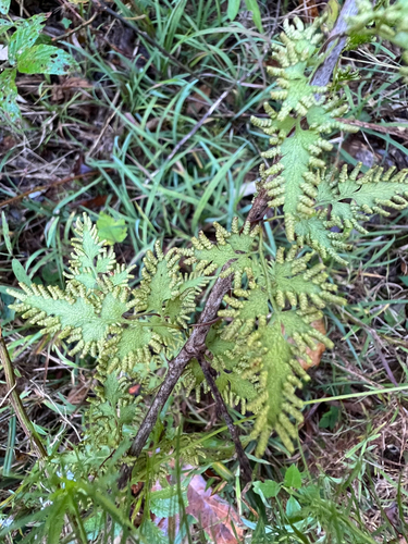 Lygodium japonicum observed 2026-10-27