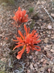 Castilleja scabrida