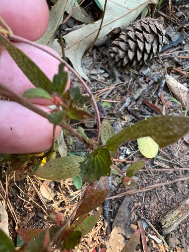 Acalypha observed 2026-10-27