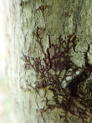 Frullania bolanderi