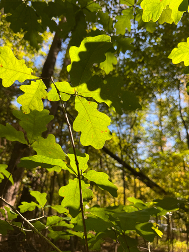 Quercus observed 2026-10-27