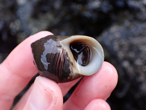 Littorina littorea, 2026-10-26