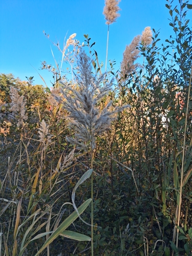 Canna observed 2026-10-27