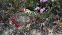 Pultenaea humilis