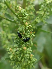 Gastrophysa cyanea