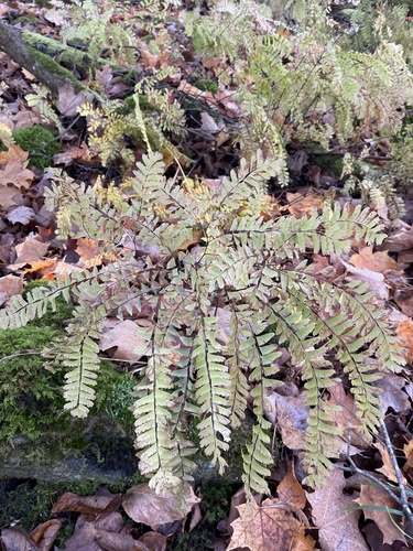 Adiantum observed 2026-10-27