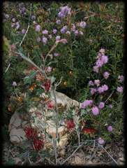 Pultenaea humilis