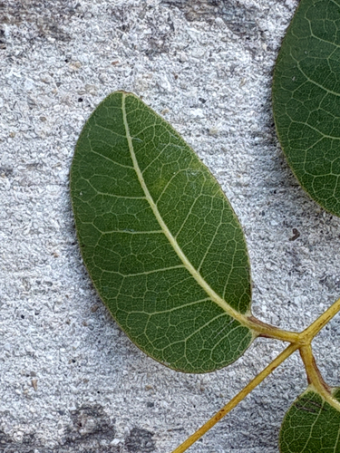 Swietenia mahagoni observed 2026-10-27