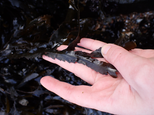 Fucus serratus observed 2026-10-26