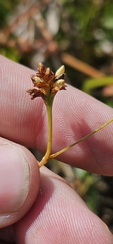 Polygonum observed 2026-10-27