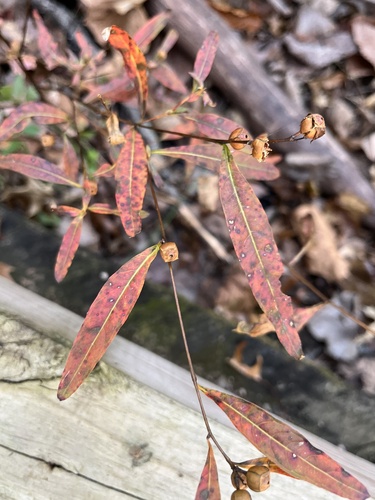 Ludwigia observed 2026-10-26