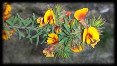 Pultenaea humilis