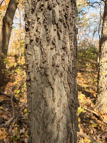 Celtis occidentalis observed 2026-10-27
