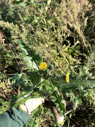 Sonchus oleraceus observed 2026-10-27